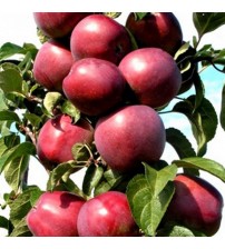 Яблуня колоновидна Червонець (осіння)